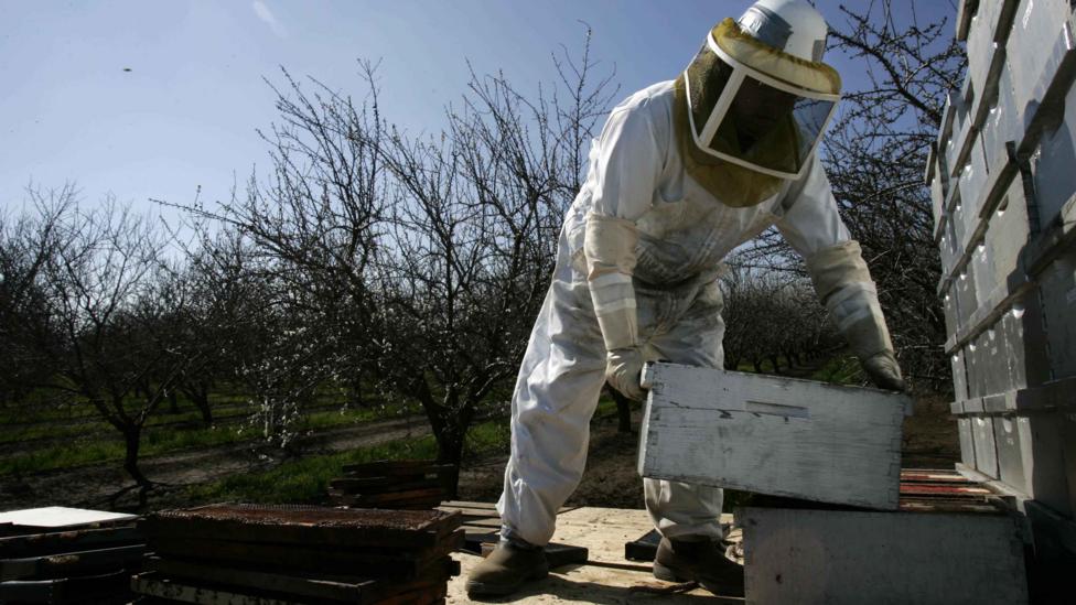 In the US, commercial travelling bee hives are heavily relied upon to pollinate crops such as the Californian almond (Credit: Getty Images)