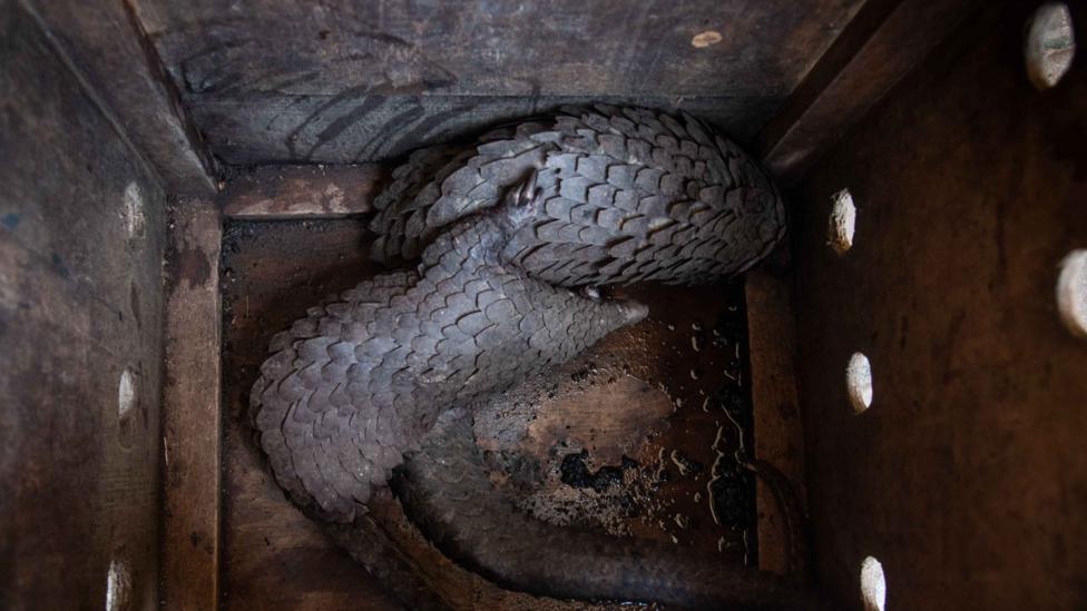 Pangolins, which are hunted for their meat and scales, are thought to have been an animal host of Covid-19 before it passed to humans (Credit: Getty Images)