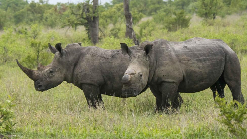 Rhinos are one species at risk from poachers while wildlife parks remain devoid of tourists and the watchful eyes of rangers (Credit: Getty Images)