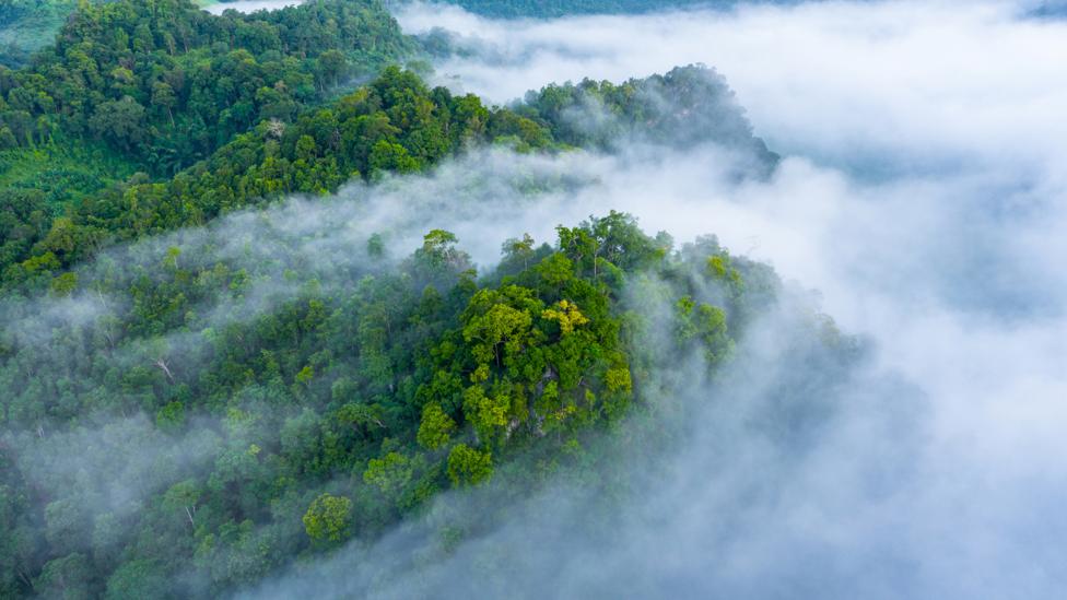 Rainforest covered in mist (Credit: Getty Images)