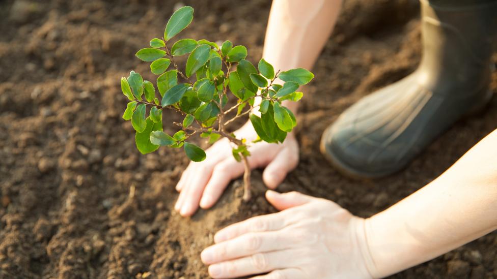 Trees have emerged as one of the most effective methods for drawing existing carbon out of the atmosphere (Credit: Getty Images)