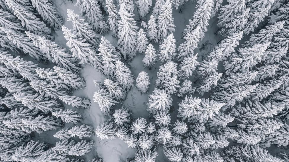 Replanting trees nearer the poles is not as effective at drawing back carbon as trees planted in the tropics (Credit: Getty Images)