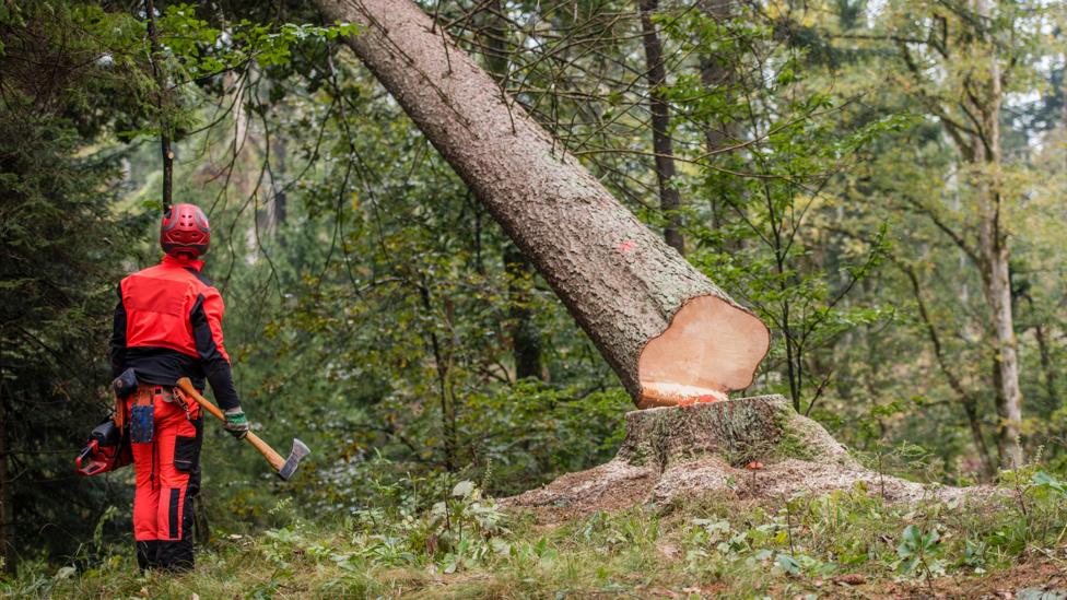 When trees are cut down, it is important that the carbon they contain is not released again into the atmosphere (Credit: Getty Images)