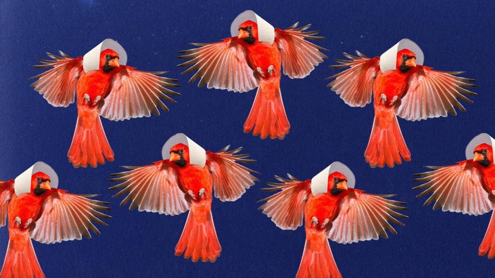 For Margaret Atwood, the mind-slowing effect of birdwatching is conducive to writing (Credit: Alamy) For Margaret Atwood, the mind-slowing effect of birdwatching is conducive to writing (Credit: Alamy)