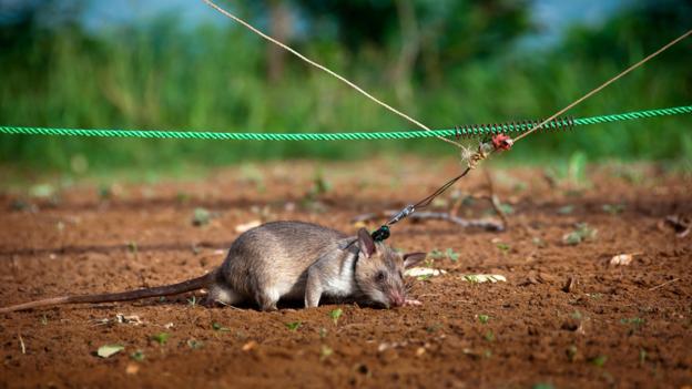 Iran reportedly battles giant 'Mutant' rodents with snipers | NeoGAF